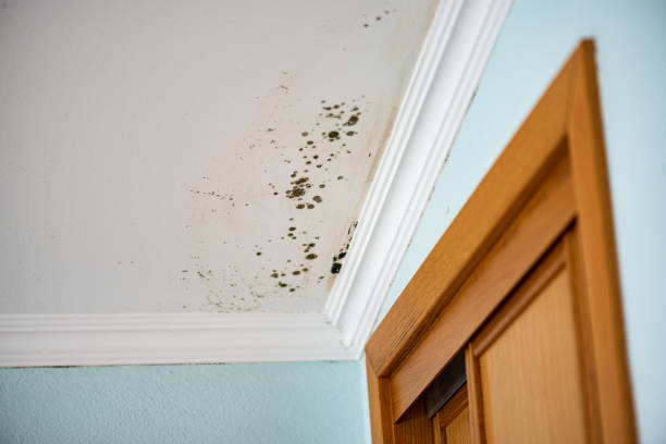 Best Professional Mold Removal  in Berlin, WI