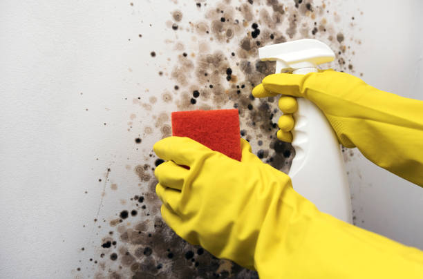 Best Home Mold Removal  in Berlin, WI
