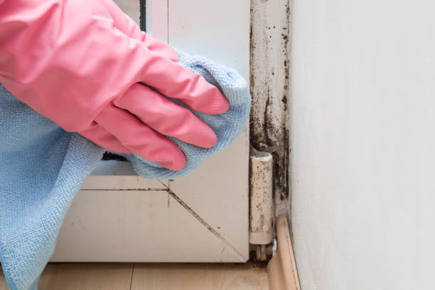 Best Toxic Mold Removal  in Berlin, WI