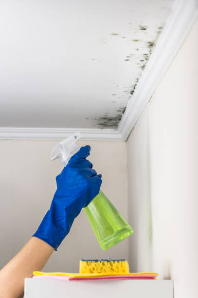 Best Mold Damage Repair  in Berlin, WI